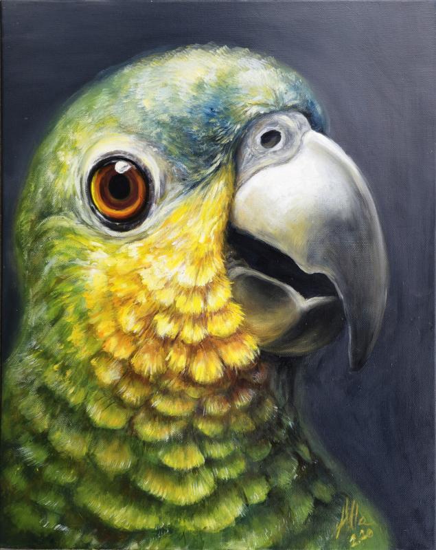 Amazon Parrot Coco