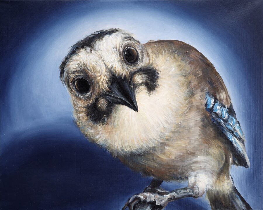 Curious Blue Jay – Expressive Bird Portrait